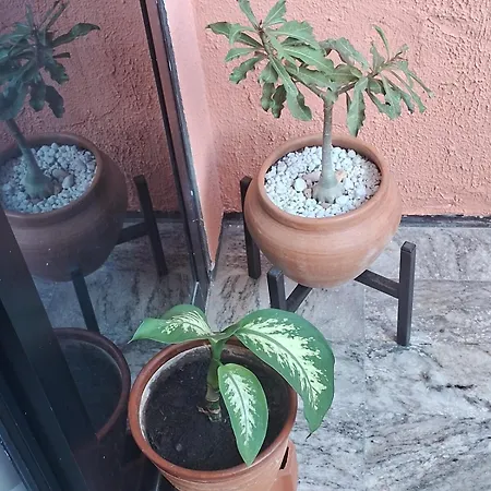 Greek Experience In Apartamento Fortaleza (Ceara)